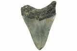 Serrated, Fossil Megalodon Tooth - North Carolina #295161-1